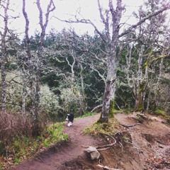 January Fifth (demo)