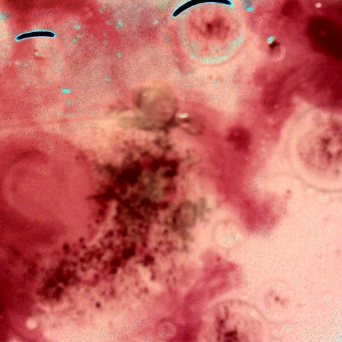 Fred´s Pink Dolphins, Unicorns And Fresh Rainbows Pt. II