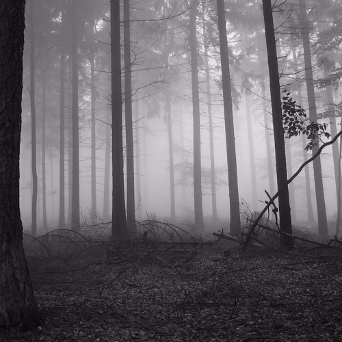 Concentration (Heavy Crossbreed)