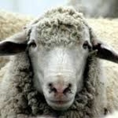 Psychedelic Funky Junky Creap 8-1-16