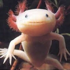 Axolotl