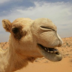 Drunken Camel #1 (test)