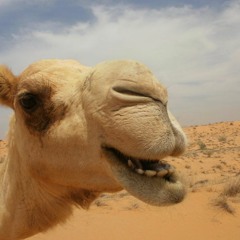 Drunken Camel #2 (test)