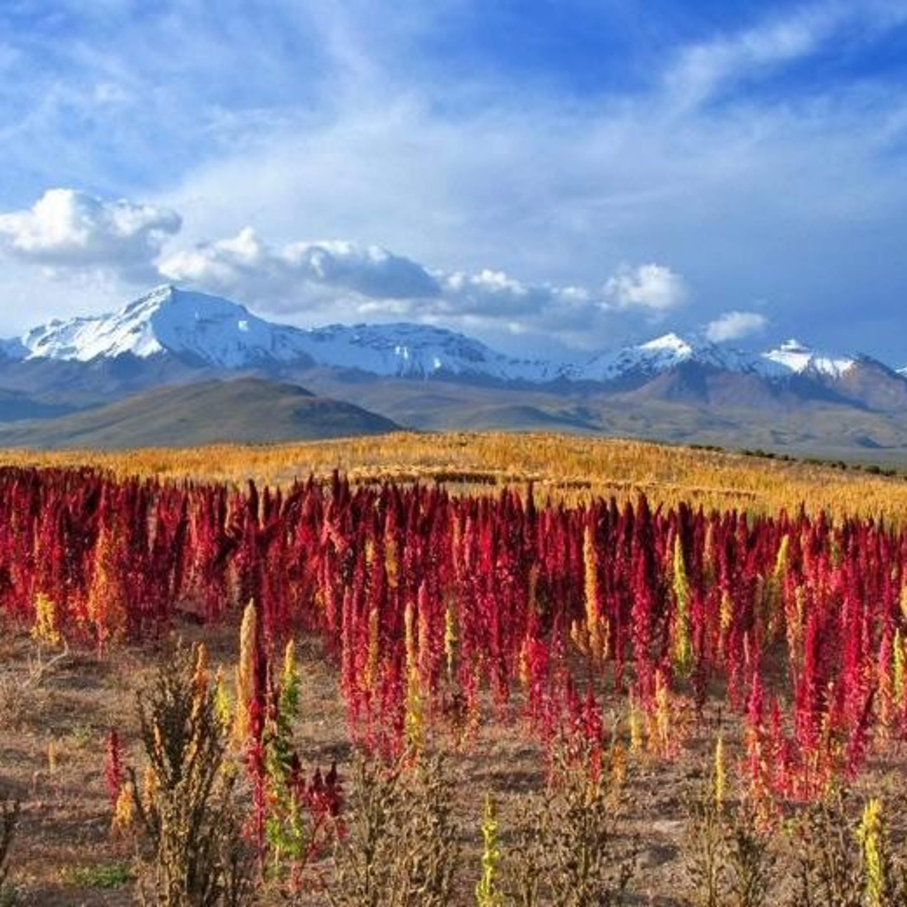 Quinoa - how global consumption patterns affect locals episode artwork