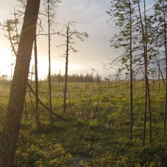 Thunder, Birdsong, and Winds in the Kuusamo Woods