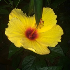 this is my only playlist