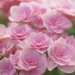 Junpei Fujita - When Flowers Bloom
