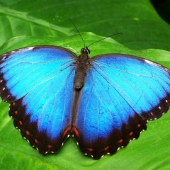 The Butterfly Effect - Kangyi Zhang
