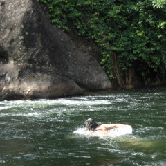 O Caminho Dos Peixes