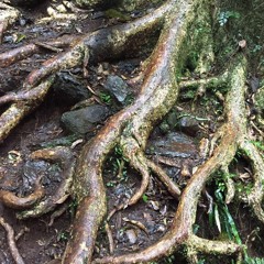 Phox - Leisure (Studio Tann Remix)