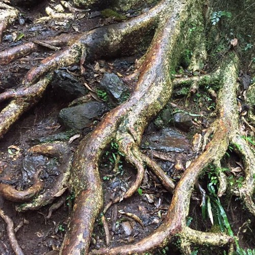 Phox - Leisure (Studio Tann Remix)