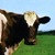 Artwork for ATOM HEART MOTHER MP3