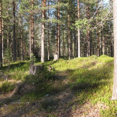 Redwing and Song Thrush in Taiga Woodland Pines - - - with Brambling