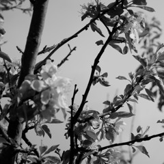 All The Birds Come Out To Sing