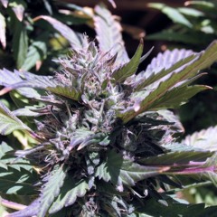 Children Of The Dank