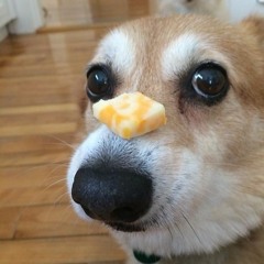 Doggo Heaven