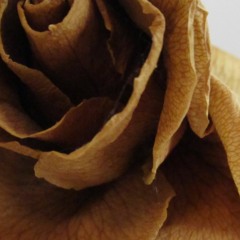 Roses In Winter (acoustic)