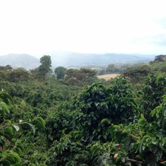 Sunday Morning With Coffee (Inside the Cloud Forest)