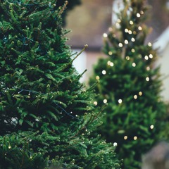 Christmas Jingle