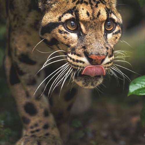 سيف عامر و رامي العبودي  - صدقه لألله  2016 Saif Amer & Rami Alabodi - SadaqaLaallah