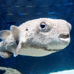 Under The Sea: NYE 2015/2016 Mix @The Farm