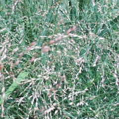 Panic Grass And Feverfew