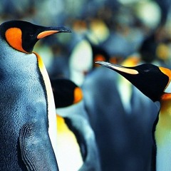 Royals - Lorde (Slowed)