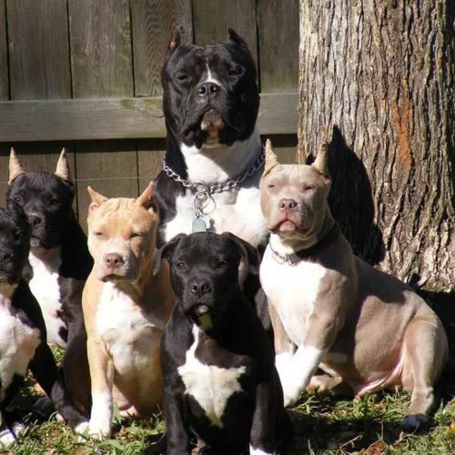 All My Dawgs