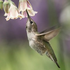 ViraÇao - Nei Zigma