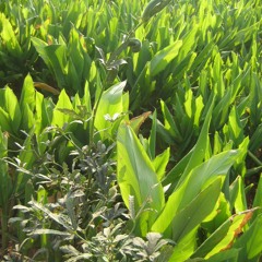 Launda Chandra - Meena Rana Ji