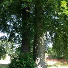 Zeisig - One Of Us (ABBA Cover)