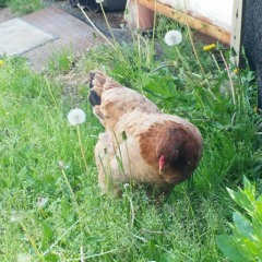 冬越え(細野晴臣・かヴぁあ)