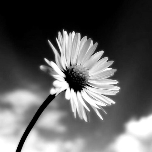 Martin Kremser - Schmutzblume (Original Mix) *Free 320 Kbps Mp3 Download*
