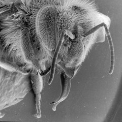 Screamarts - Warrior Bee [click buy for Free Download]