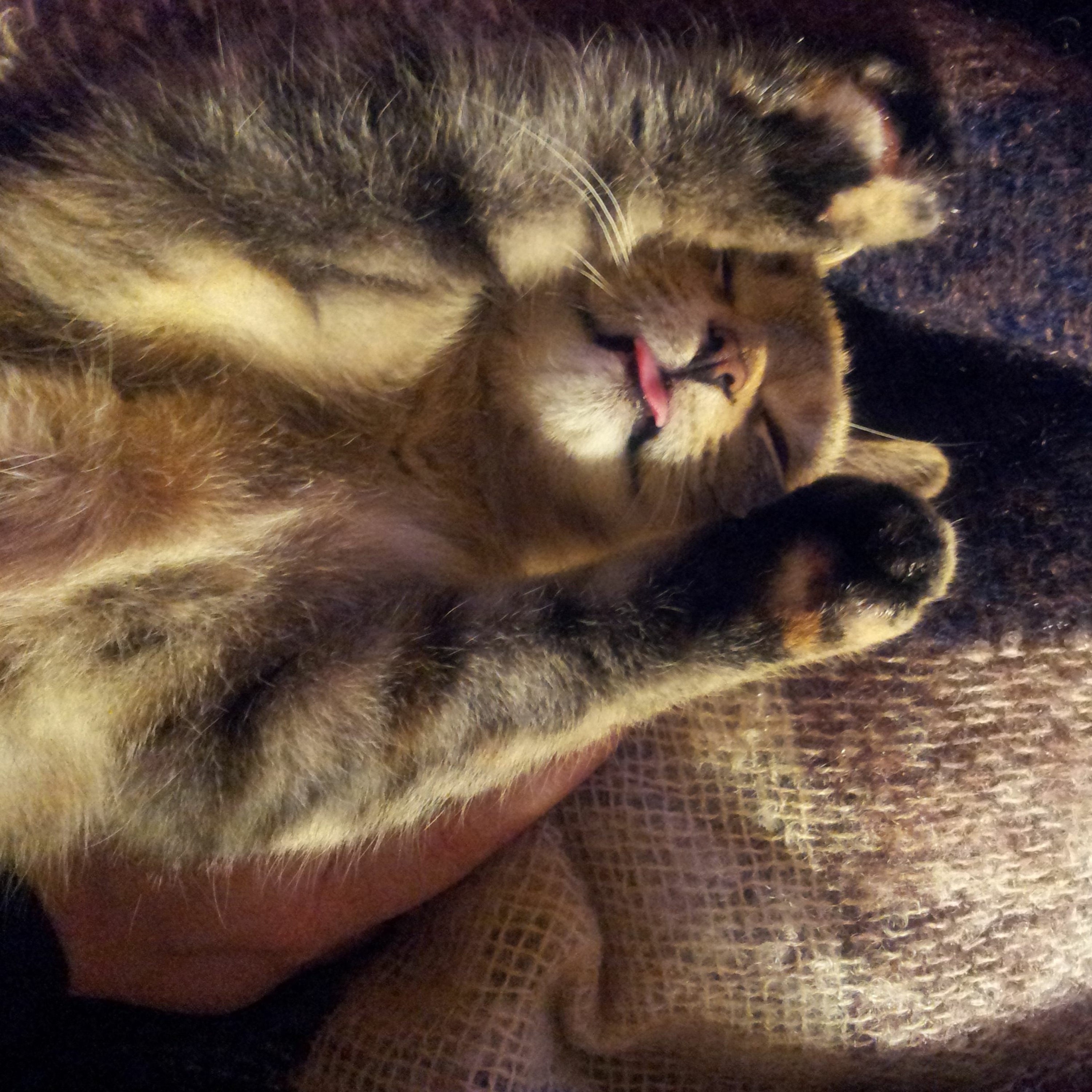 Goodnight Gracie