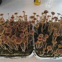 Psilocybin(Prod. HIGH & Lil Chevron)