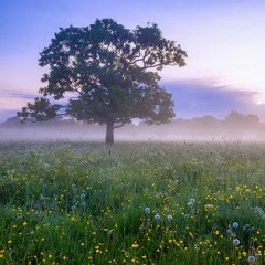 من اجمل الاصوات - منصور السالمي - سورة المزمل