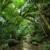 Artwork for Sounds Of Ntchr 1 (Tropical Forest Day)