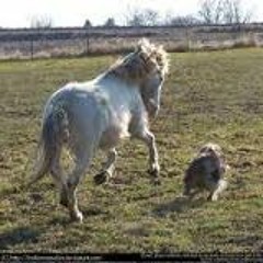 & Joggeren - Chicken Vs Horse