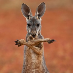 Trapical Kangaroos