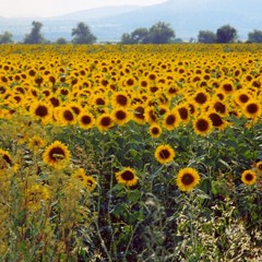 08.016.KonserÜsTü aNTi Kanserojen Bakışımlar..