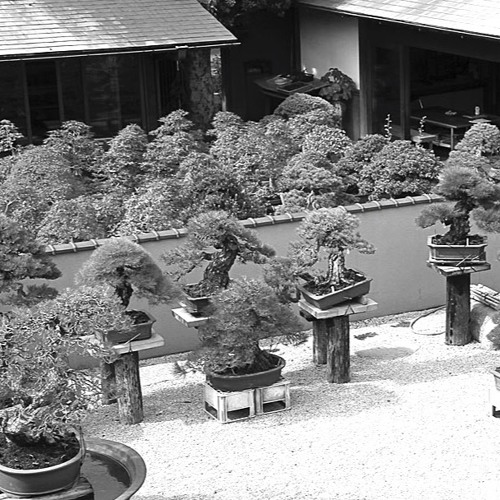 norfolk island pine bonsai Norfolk Island Pine Bonsai  Plant Studio LLC