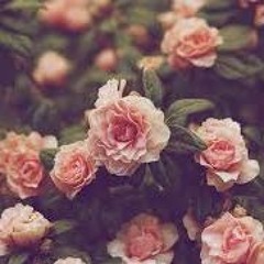 Hips Don't Lie - Shakira ft Wyclef John (acoustic cover)