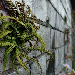 Split Mind - Mikael Sturesson