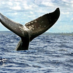 Watching Whales -Demo-