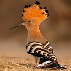 من سورة النمل للشيخ ممدوح عامر