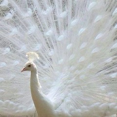 The Bear & The Sea - The Girl's Got Angel Wings (iameb 57 remix)