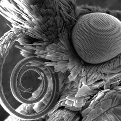 Butterfly tongue