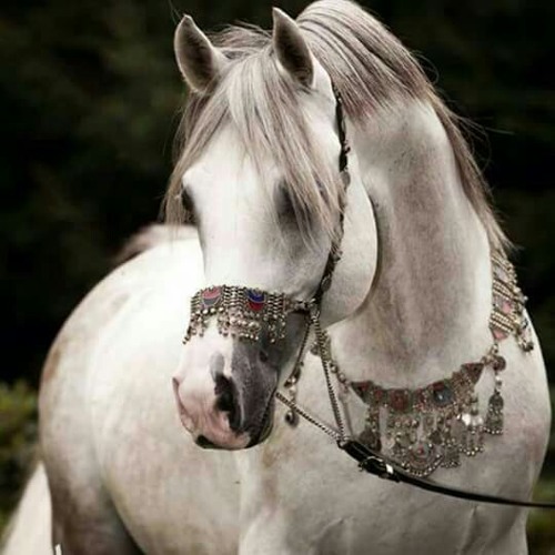 أبيات للشاعر أبو المظفر الأبيوردي يرثي فيها حال فلسطين والقدس ويستحثُ الخطى لتحريرها من دنس الصليبيين إبّان الحروب الصليبية على بلاد الشام، إلقاء منار سمير سعيد..