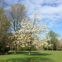 The Worry Tree - Guided Meditation for Pregnancy